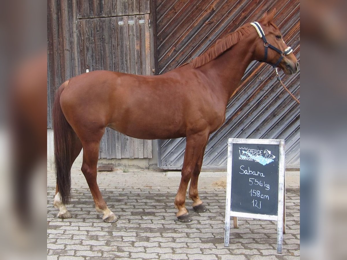 Czeski koń gorącokrwisty Klacz 14 lat 158 cm Kasztanowata in Wiesenbach