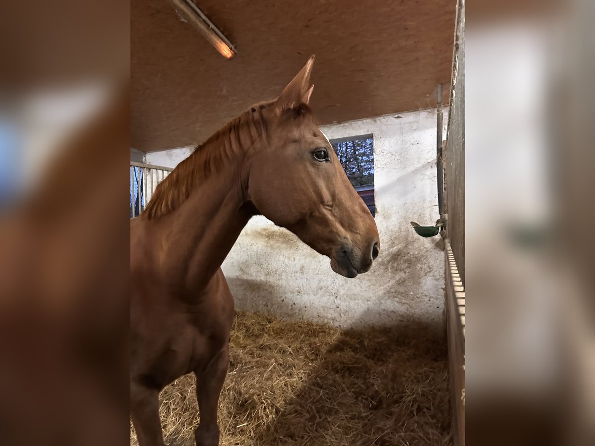 Czeski koń gorącokrwisty Klacz 14 lat 166 cm Kasztanowata in Eberdingen