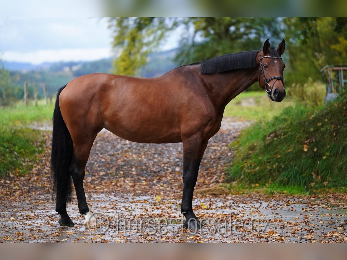 Czeski koń gorącokrwisty Klacz 6 lat 177 cm Gniada in Region Prag