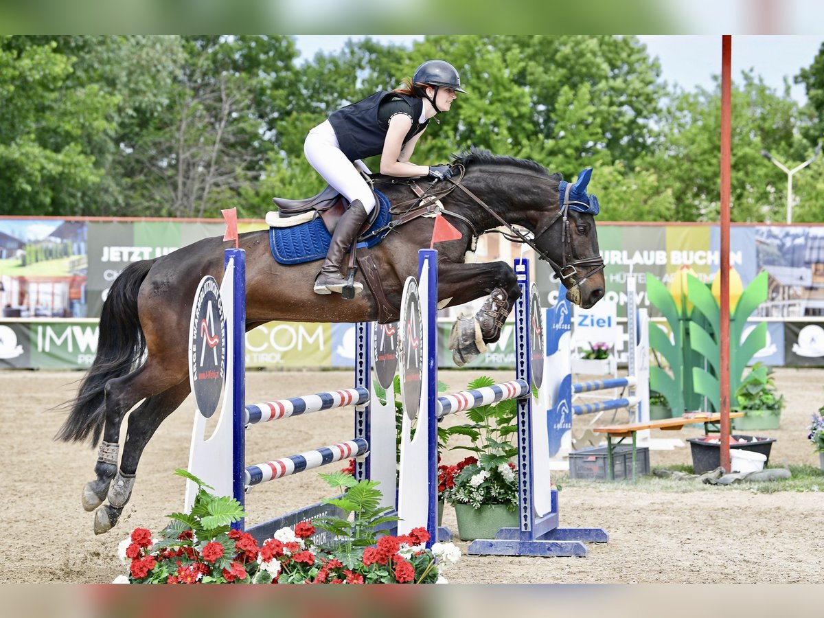 Czeski koń gorącokrwisty Wałach 10 lat 168 cm Gniada in Horn