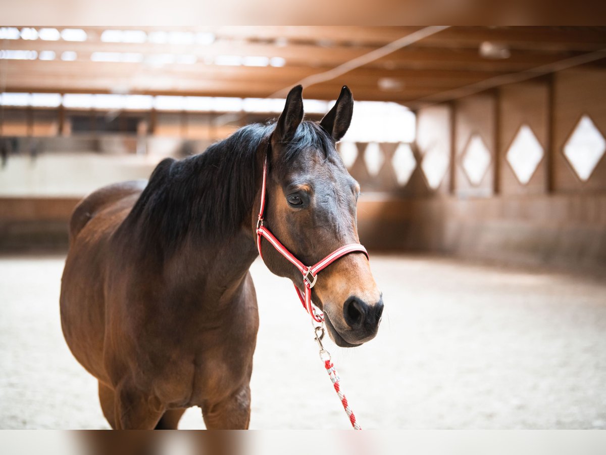 Czeski koń gorącokrwisty Wałach 20 lat 169 cm Ciemnogniada in Reutte