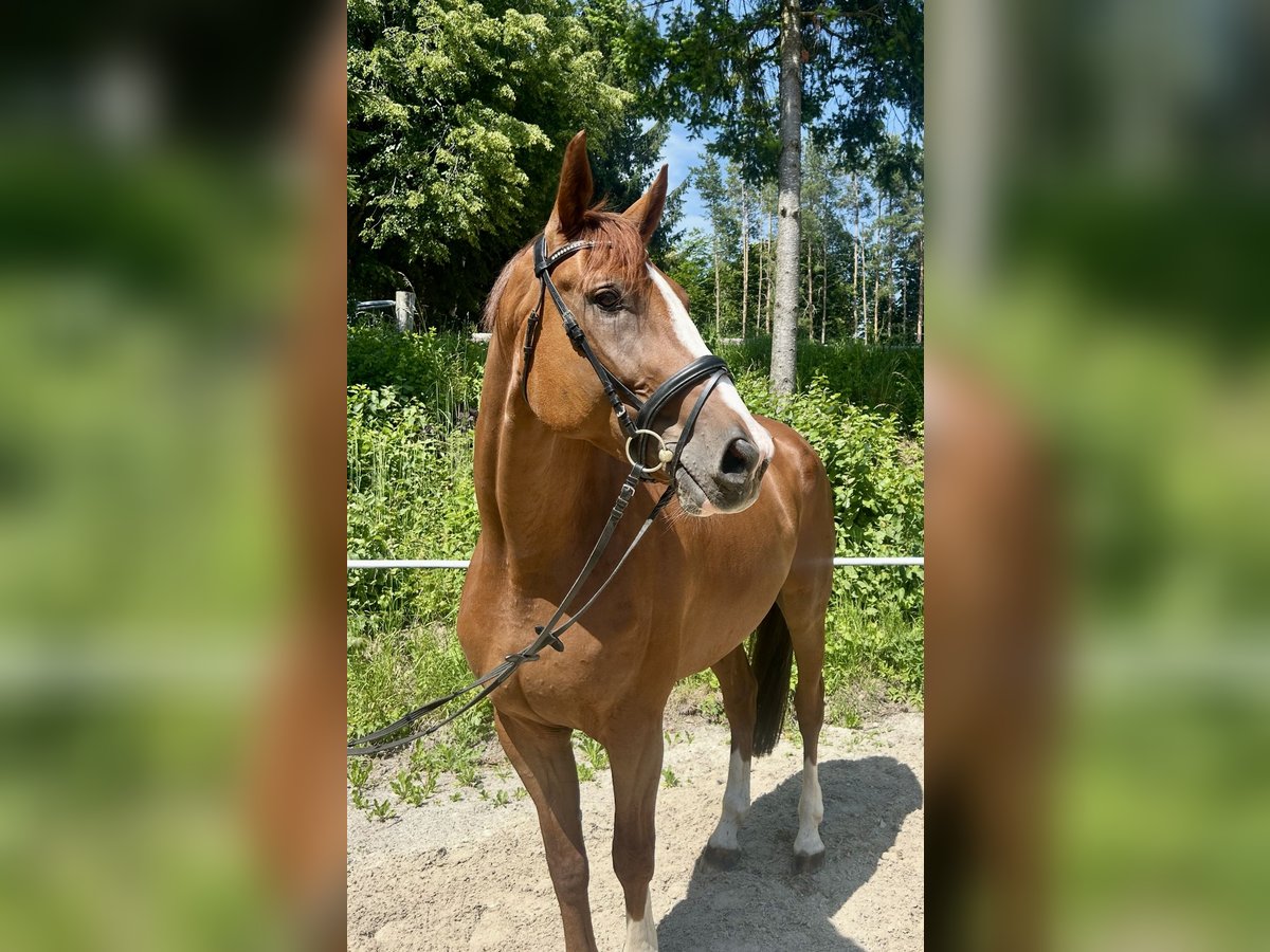 Czeski koń gorącokrwisty Wałach 7 lat 180 cm Kasztanowata in Pelmberg