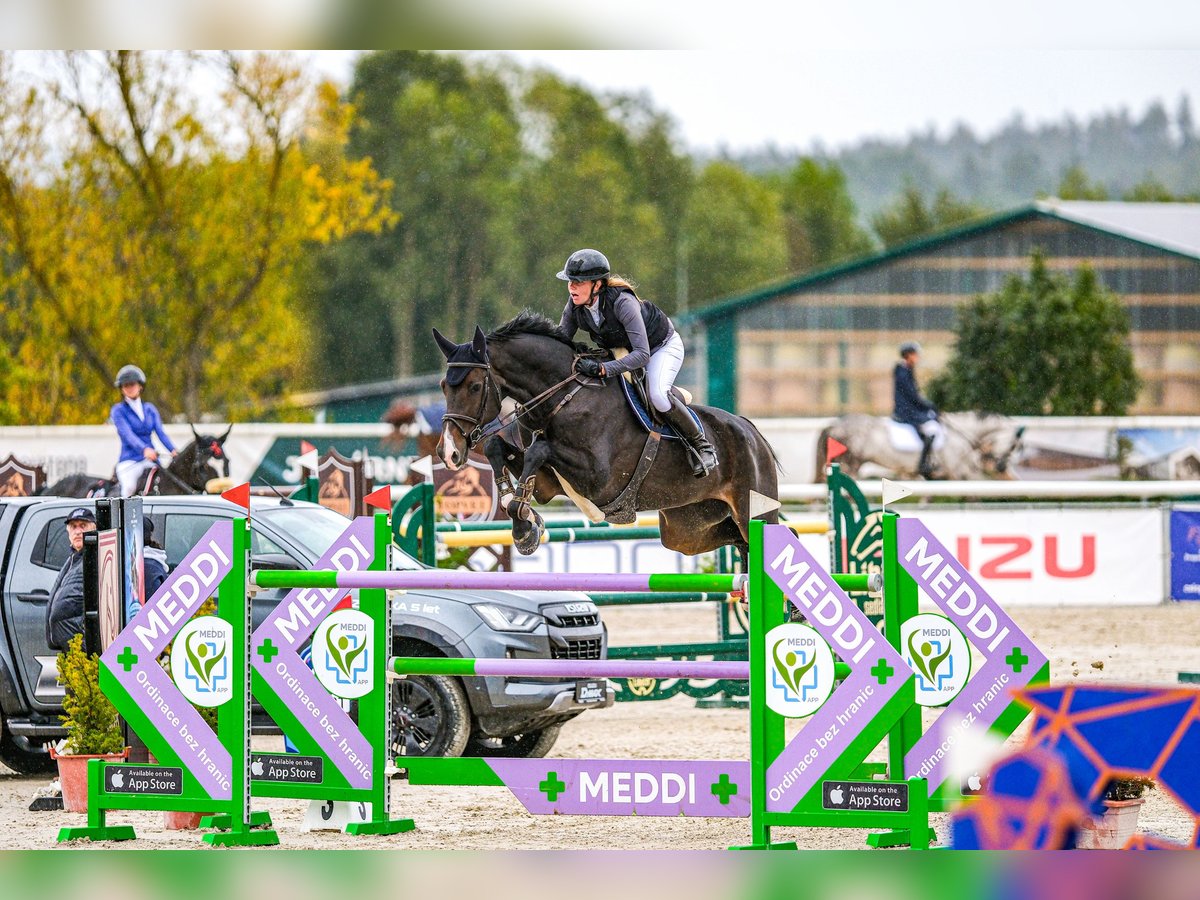 Czeski koń gorącokrwisty Wałach 12 lat 187 cm Gniada in Czech