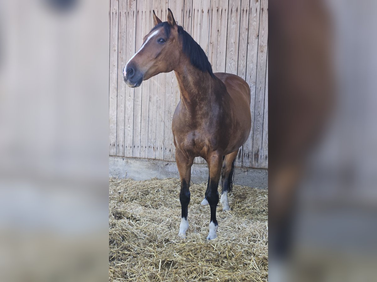 Czeski koń gorącokrwisty Wałach 17 lat 170 cm Gniada in Eggstätt