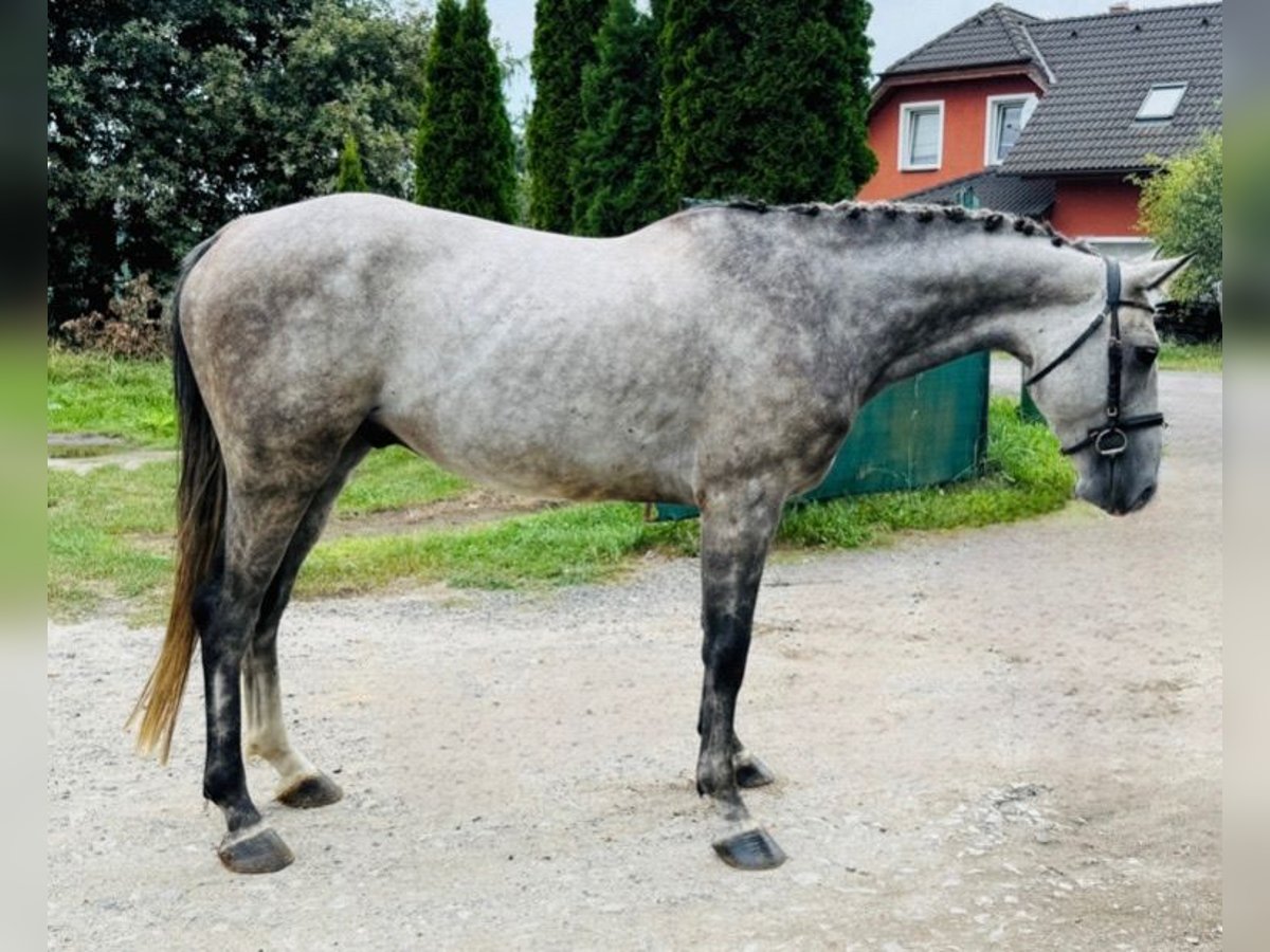 Czeski koń gorącokrwisty Wałach 6 lat 165 cm Siwa in Mladá Boleslav