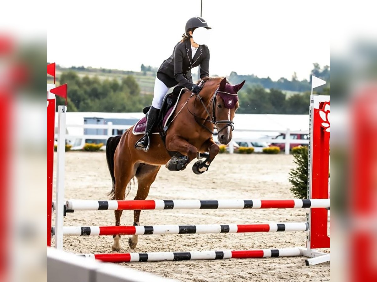 Czeski kuc sportowy Klacz 9 lat 140 cm Gniada in Dąbie GórneDąbie Chrobakowe