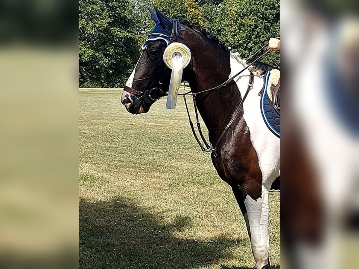 KWPN Gelding 5 years 16,1 hh Pinto in Allershausen