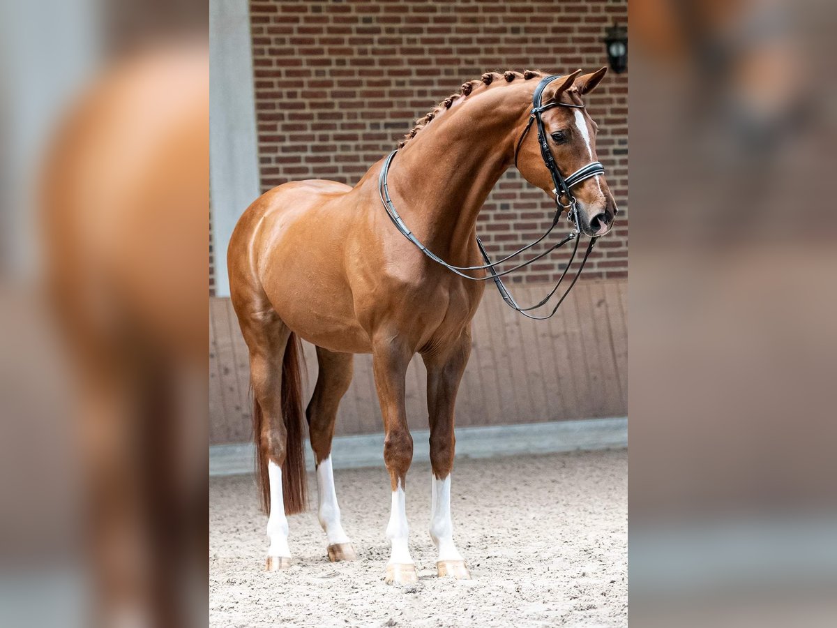 Hannoveraner Wallach 13 Jahre 172 cm Fuchs in Goch