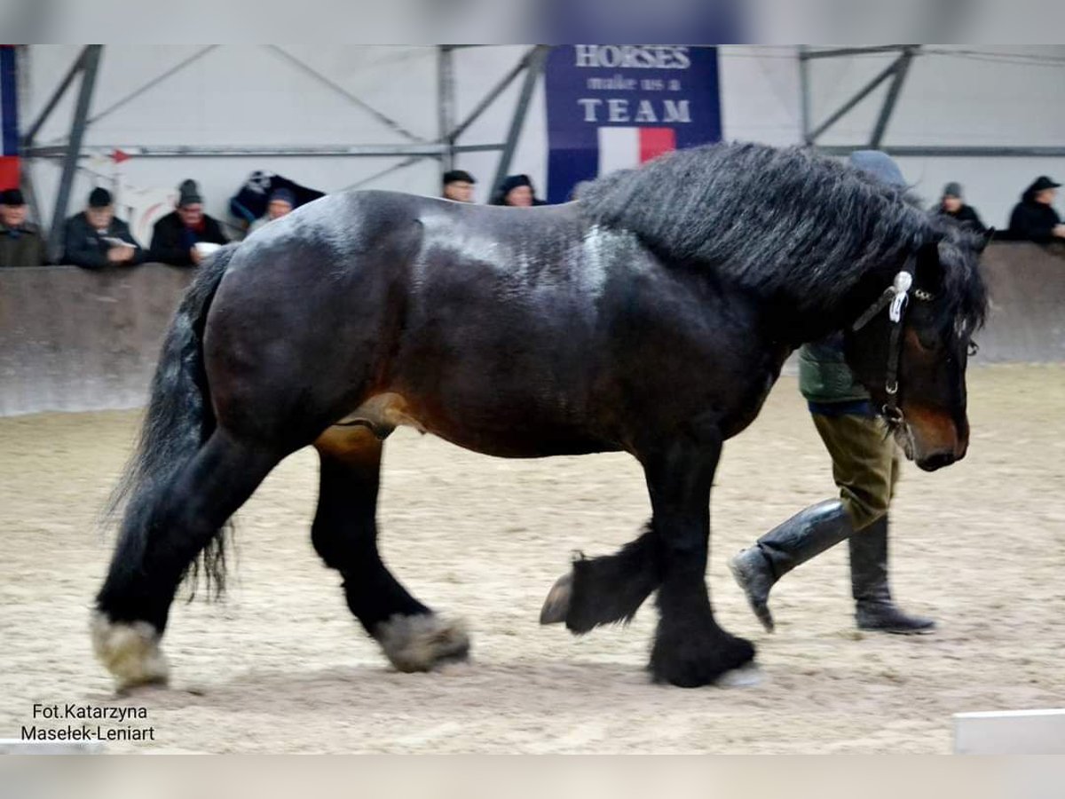 black ardennes horse