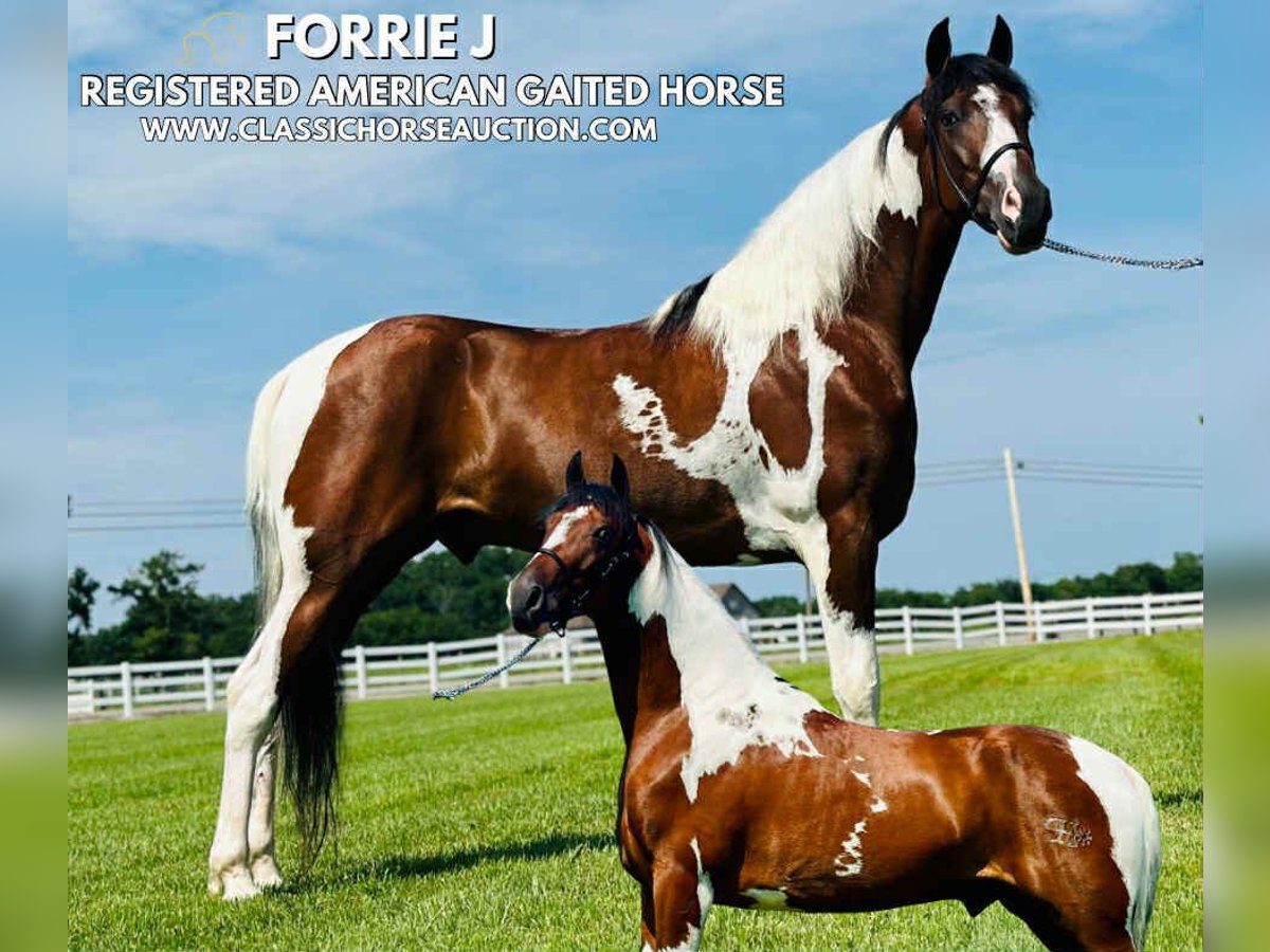 Da Sella Maculato Castrone 5 Anni 142 cm Tobiano-tutti i colori in Lewisburg, TN