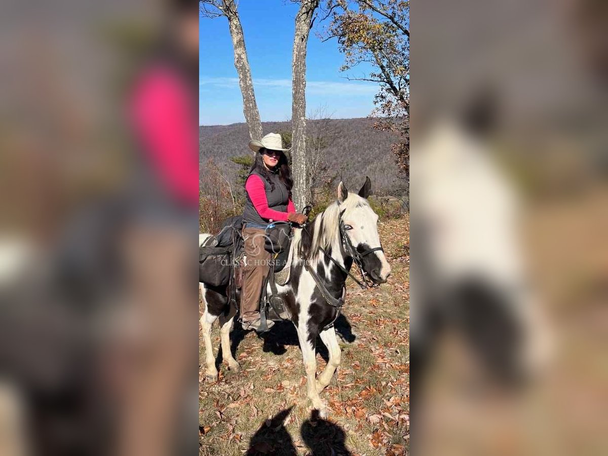 Da Sella Maculato Castrone 8 Anni 163 cm Tobiano-tutti i colori in Lewisburg, TN