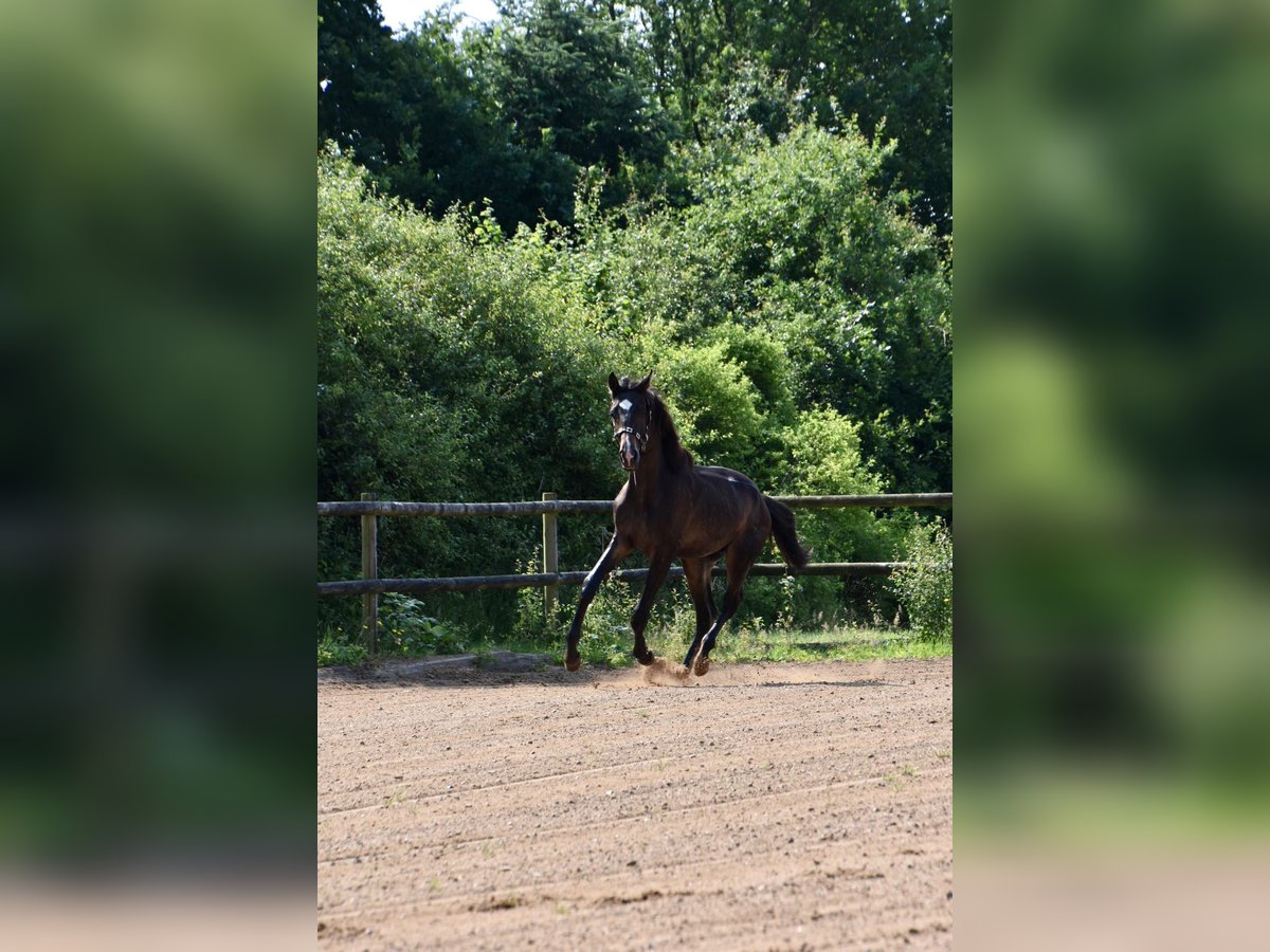 Dänisches Warmblut Hengst 1 Jahr 170 cm Brauner in Aabenraa