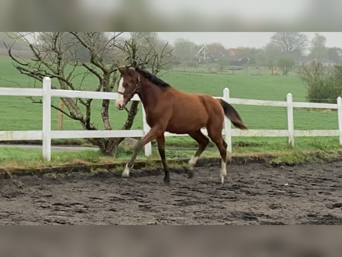 Dänisches Warmblut Hengst 1 Jahr 170 cm Rotbrauner in Jystrup Midtsj