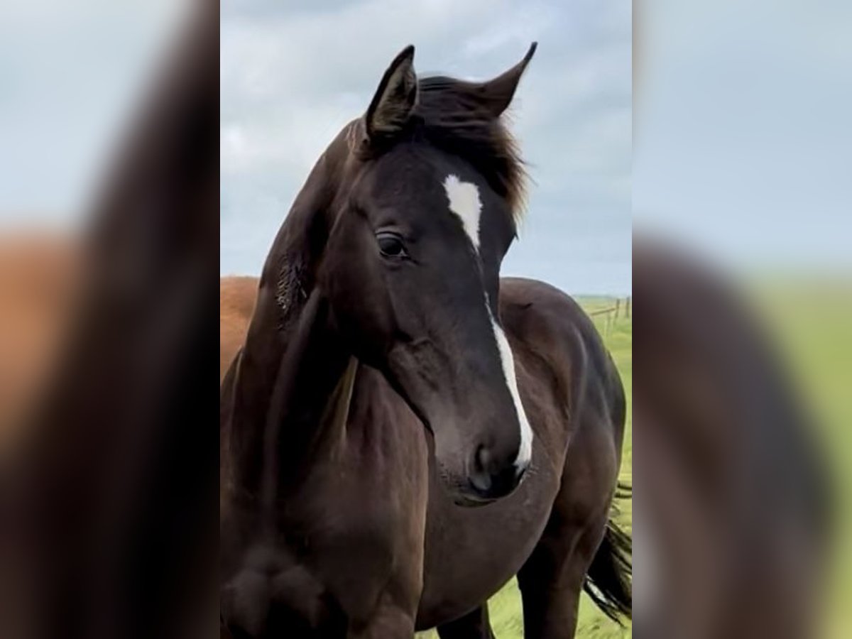 Dänisches Warmblut Hengst 1 Jahr Rappe in Bredebro Dänisches Warmblut Hengst 1 Jahr Rappe in Bredebro