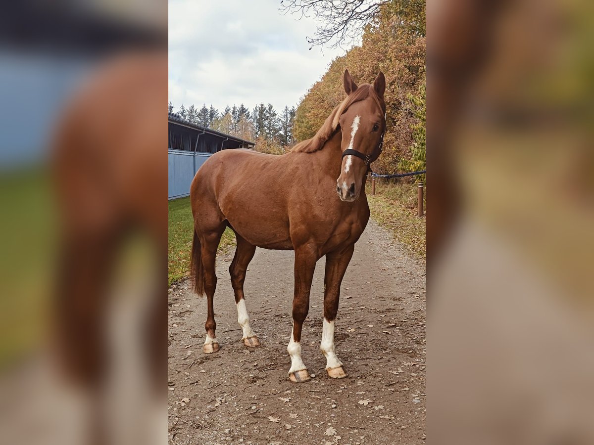 Dänisches Warmblut Hengst 2 Jahre 169 cm Dunkelfuchs in Randbol