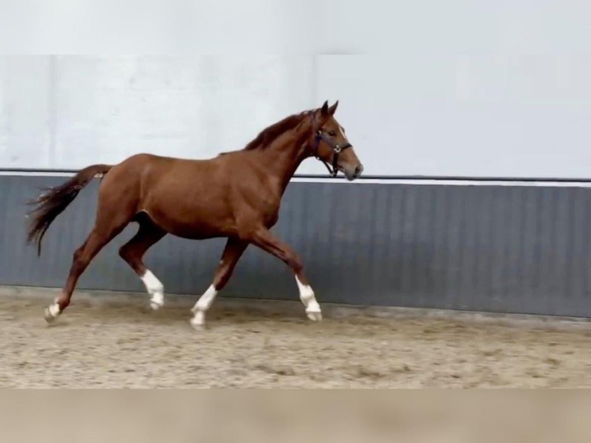 Dänisches Warmblut Hengst 3 Jahre 168 cm Dunkelfuchs in Randbol