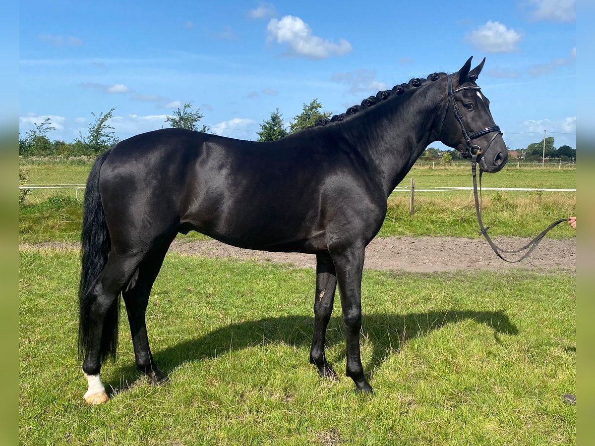 Dänisches Warmblut Hengst 5 Jahre 166 cm Rappe in Süderlügum