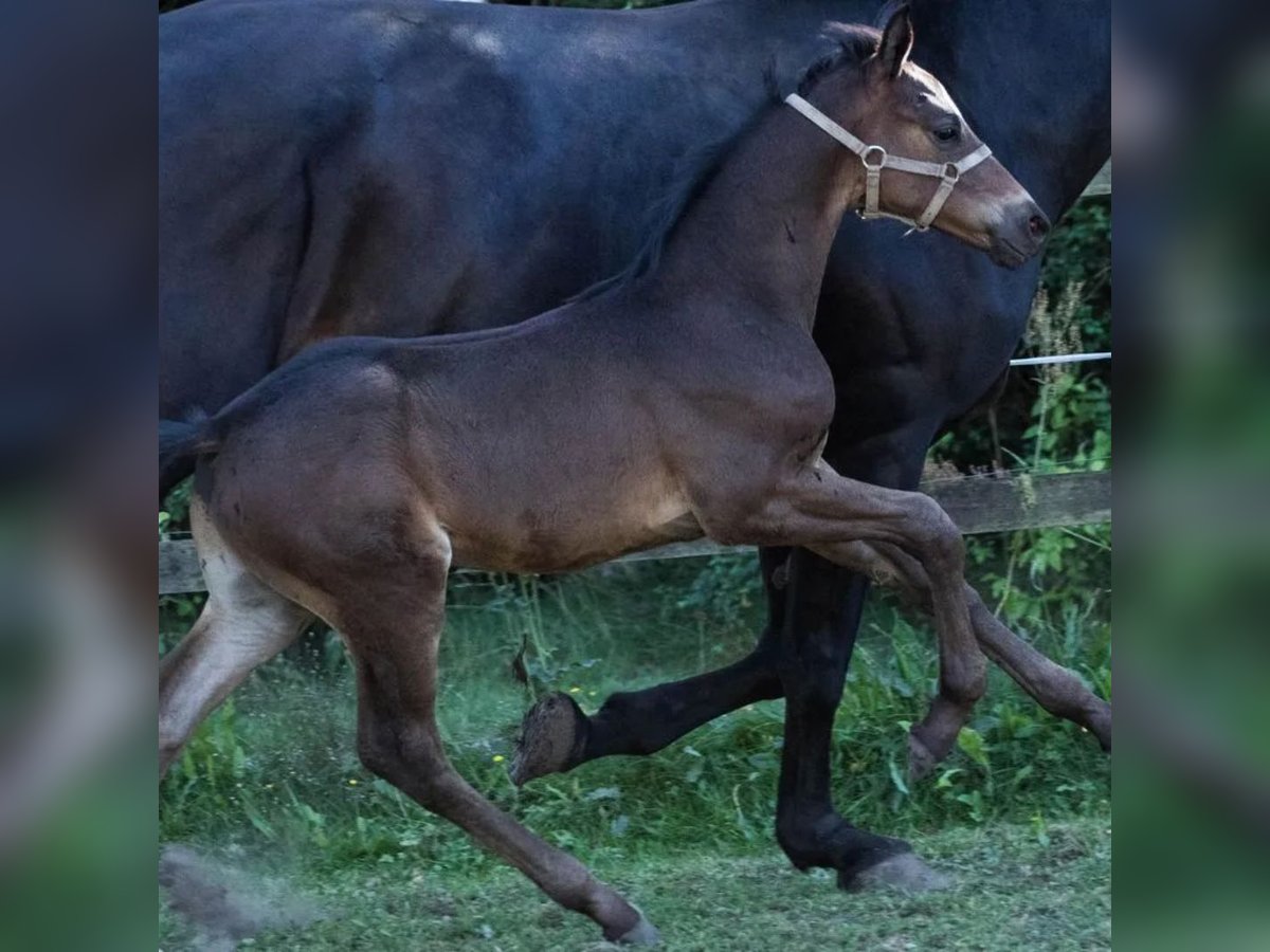 Dänisches Warmblut Hengst Fohlen (07/2025) 170 cm Brauner in Vesthimmerland