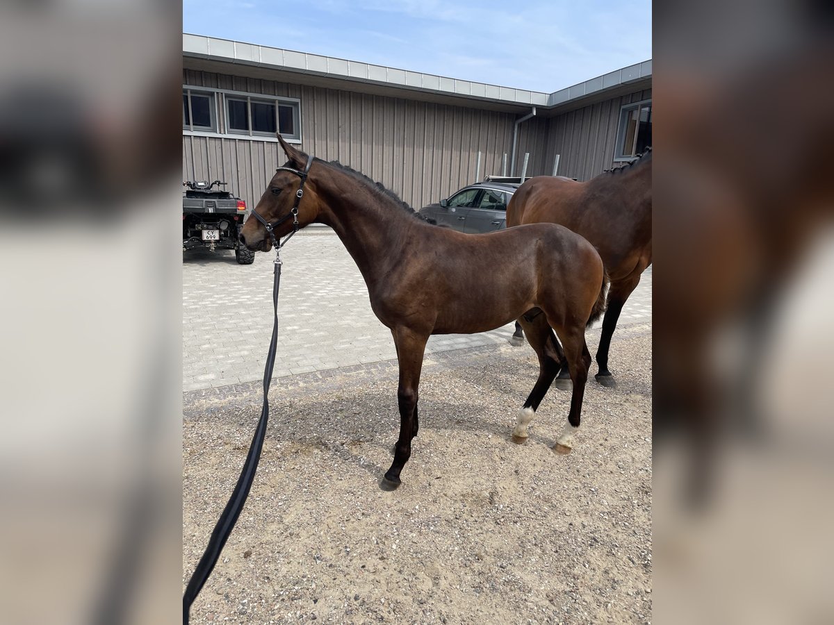 Dänisches Warmblut Hengst Fohlen (03/2024) 170 cm Dunkelbrauner in Aabenraa