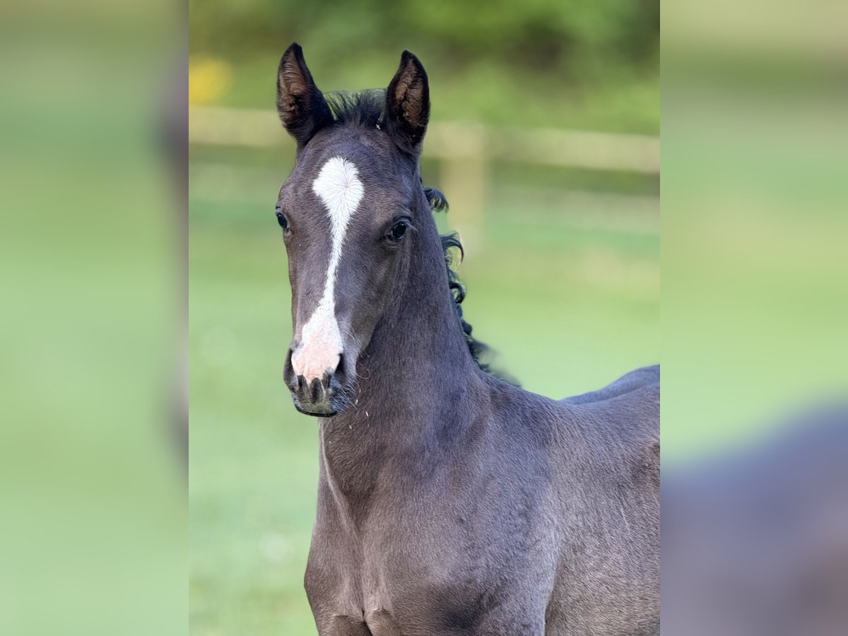 Dänisches Warmblut Hengst  170 cm Rappe in Randers C