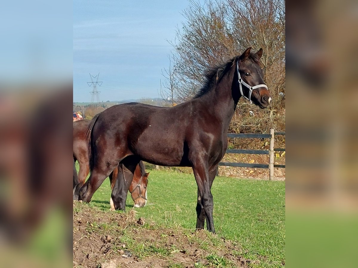 Dänisches Warmblut Hengst Fohlen (05/2025) 172 cm Dunkelbrauner in Horsens