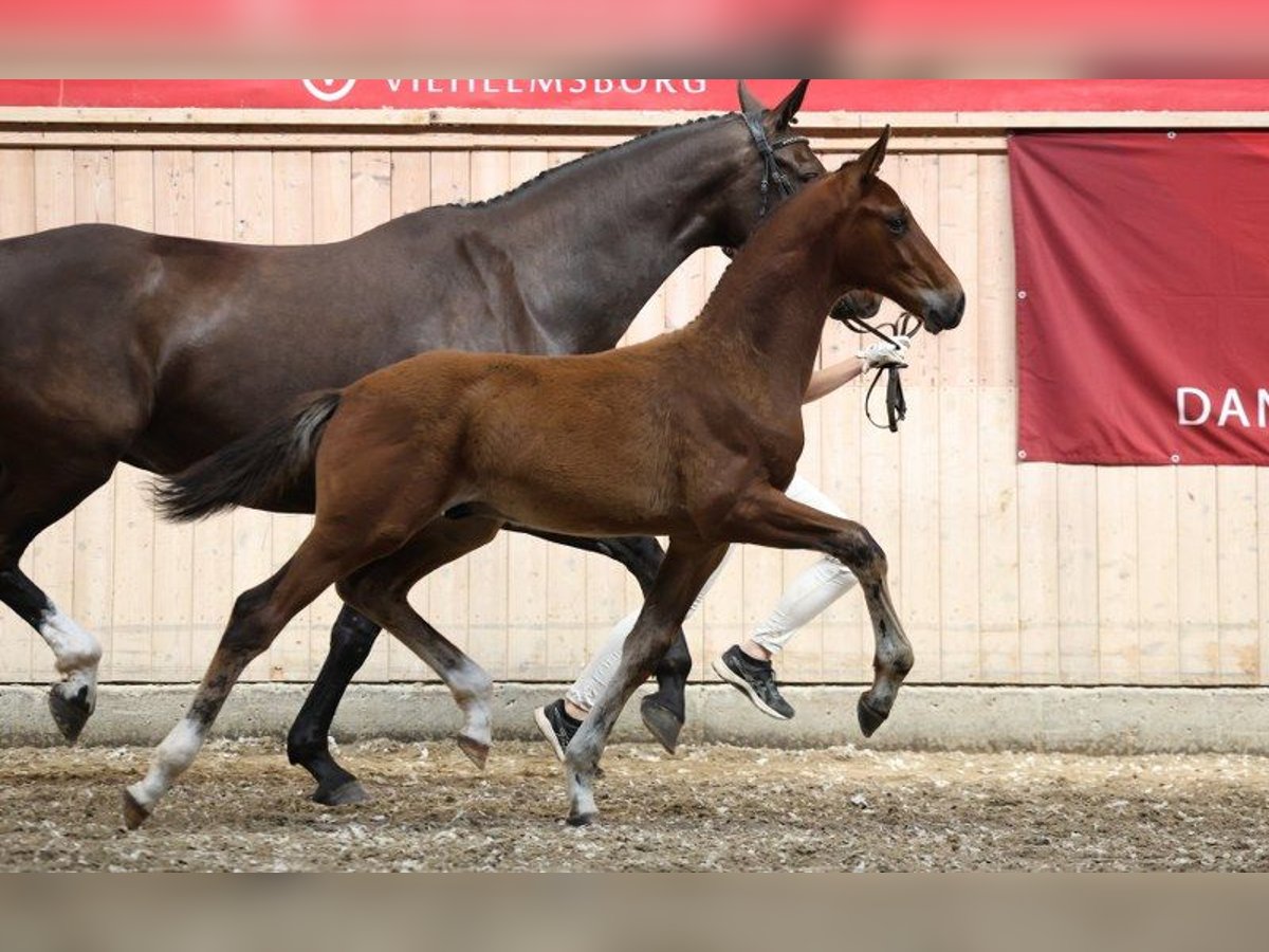 Dänisches Warmblut Hengst Fohlen (05/2025) Brauner in Glamsbjerg
