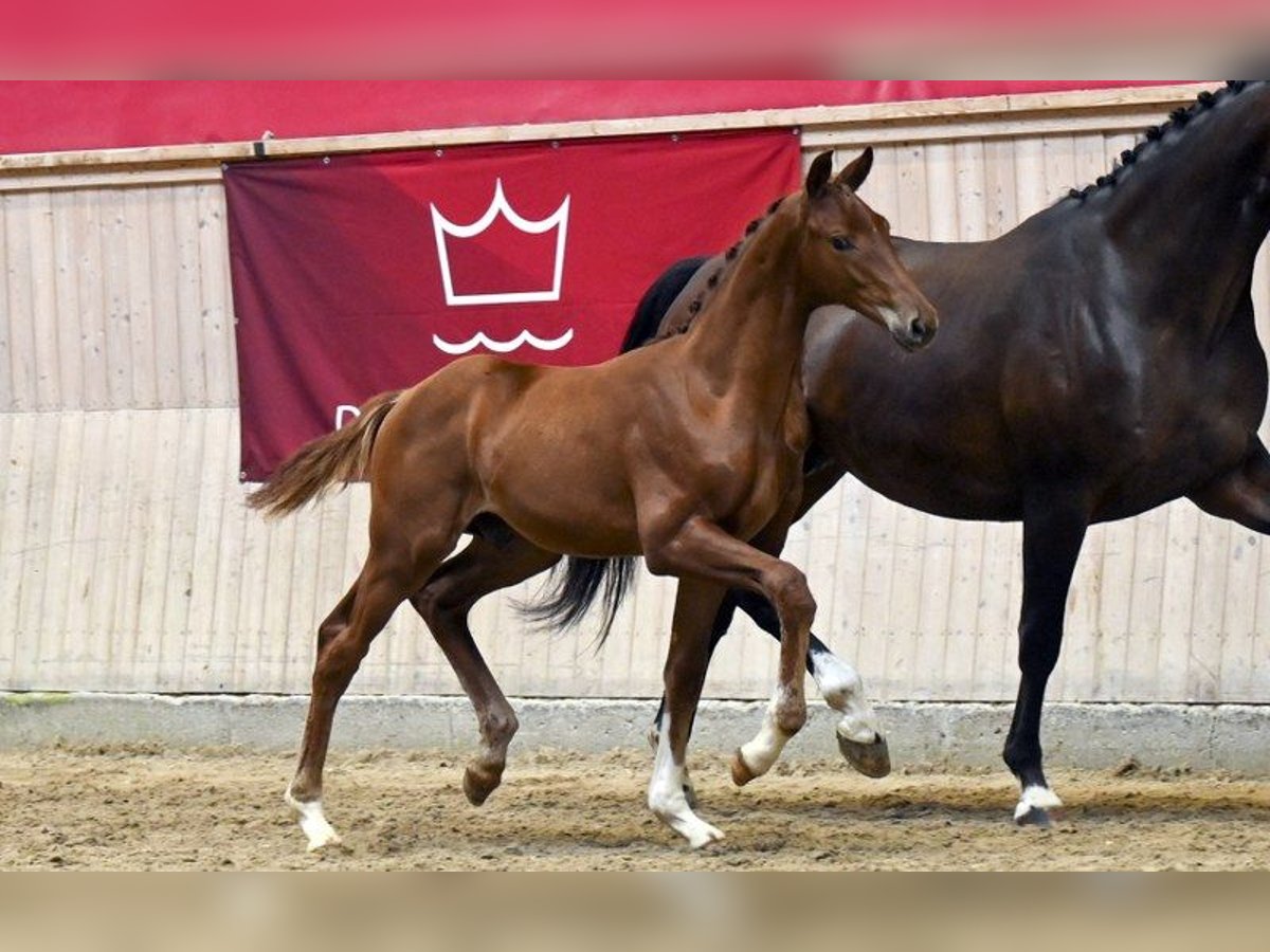 Dänisches Warmblut Hengst Fohlen (04/2025) in Glamsbjerg