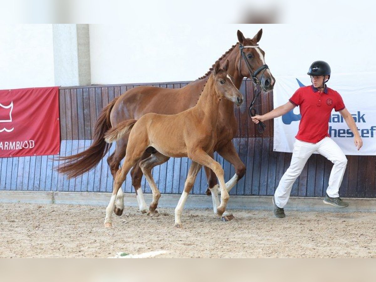Dänisches Warmblut Hengst Fohlen (05/2025) in Glamsbjerg