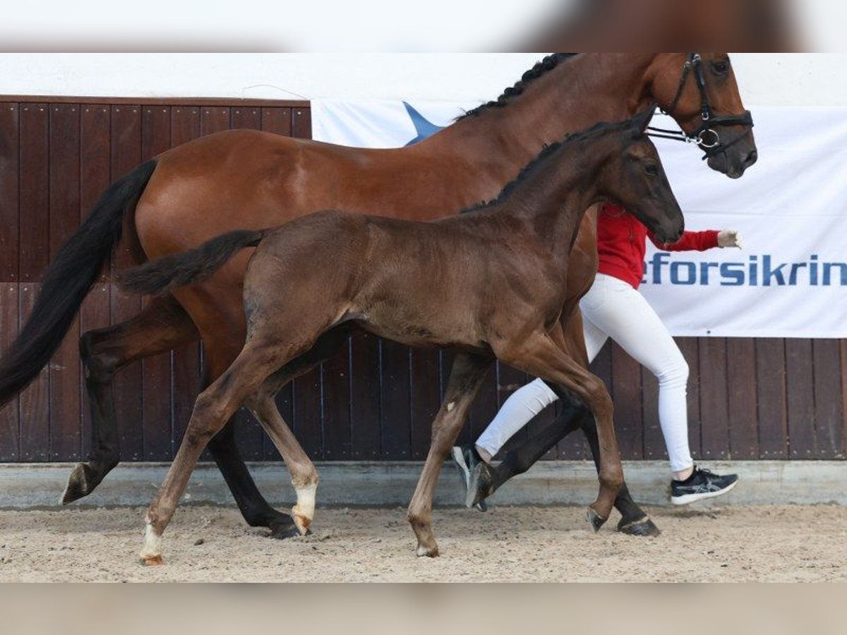 Dänisches Warmblut Hengst Fohlen (06/2025) in Glamsbjerg