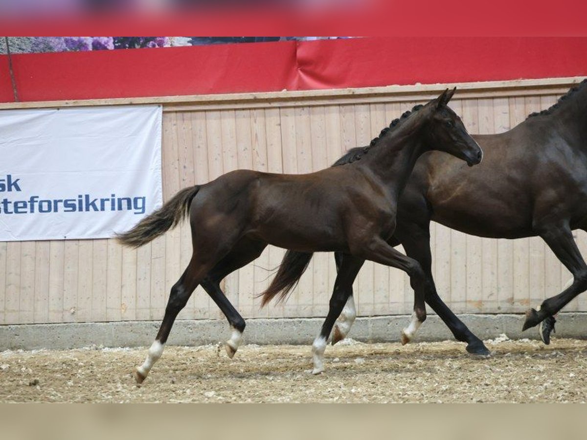 Dänisches Warmblut Hengst Fohlen (03/2025) in Glamsbjerg