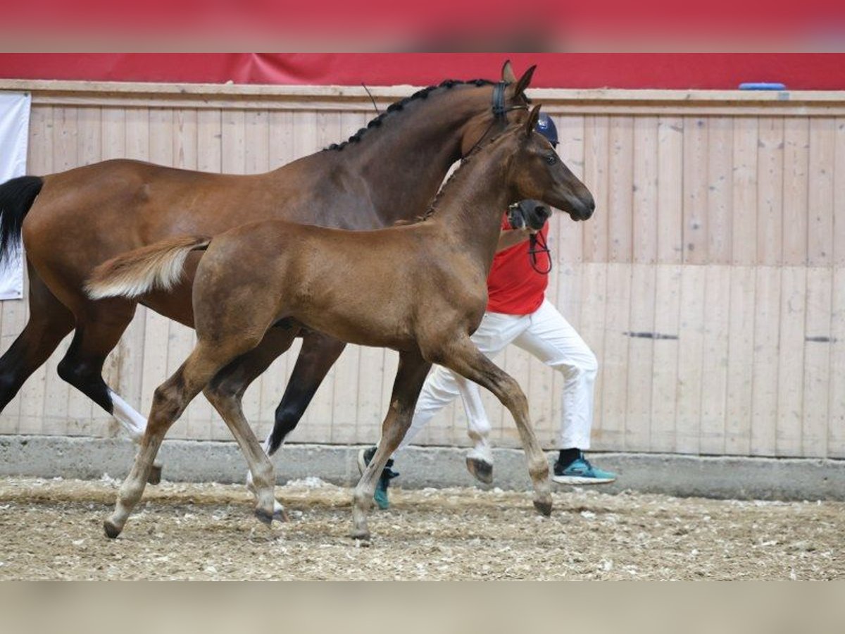Dänisches Warmblut Hengst Fohlen (05/2025) in Glamsbjerg