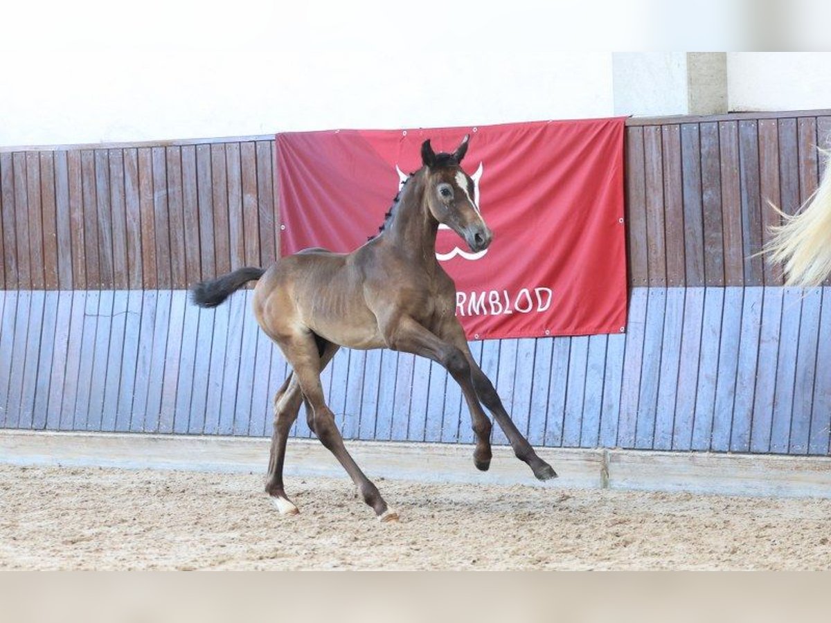 Dänisches Warmblut Hengst Fohlen (07/2025) in Glamsbjerg