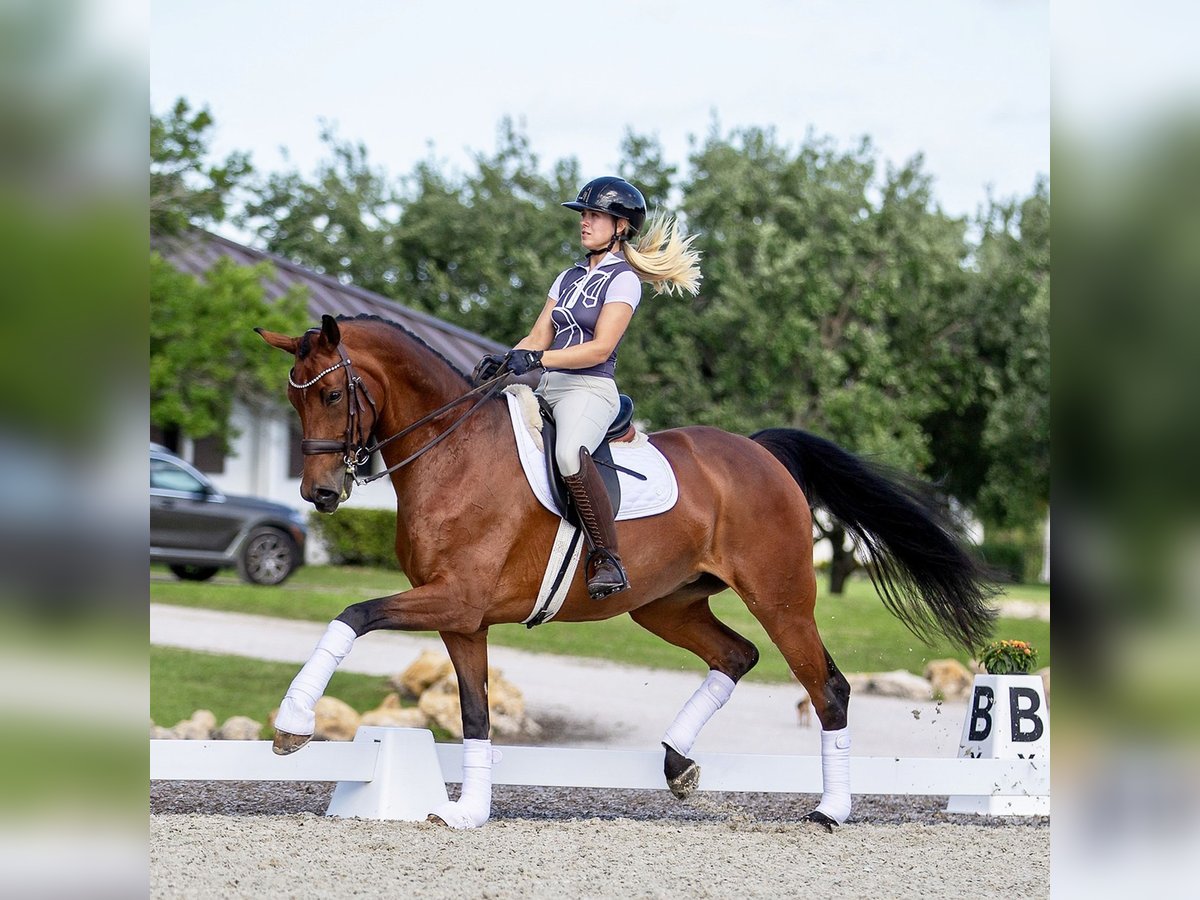Dänisches Warmblut Stute 10 Jahre 163 cm Brauner in Califon New Jersey