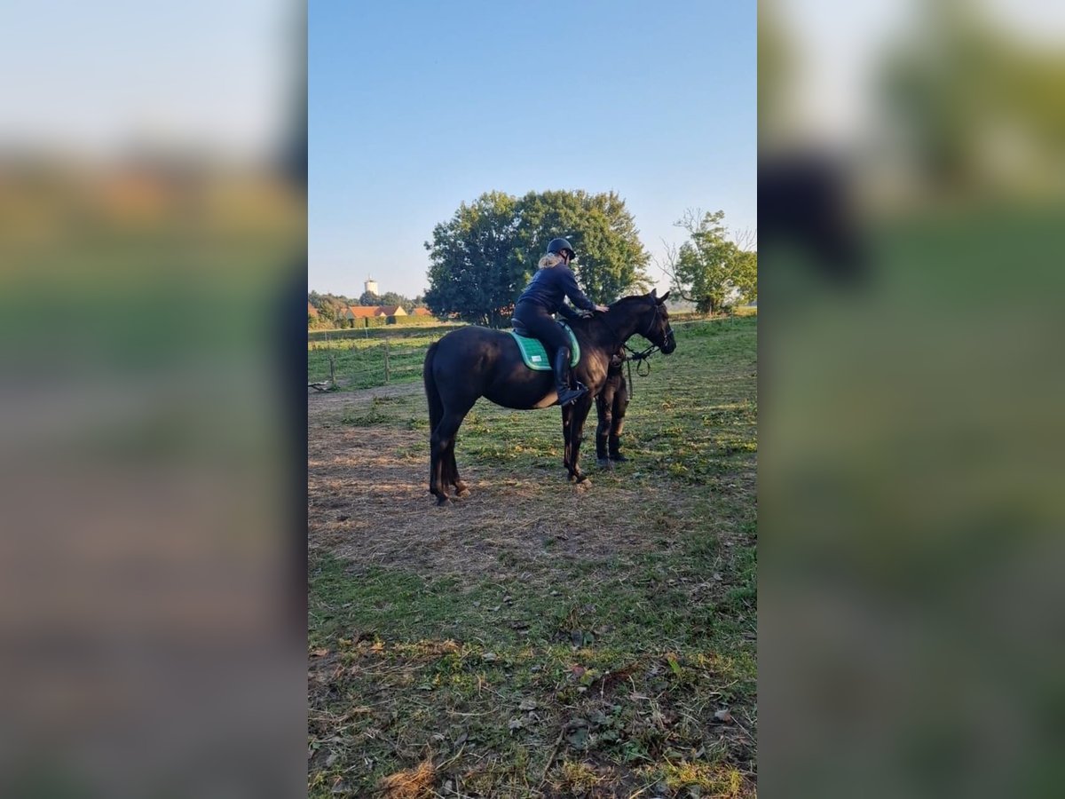 Dänisches Warmblut Stute 10 Jahre 169 cm Rappe in otterup