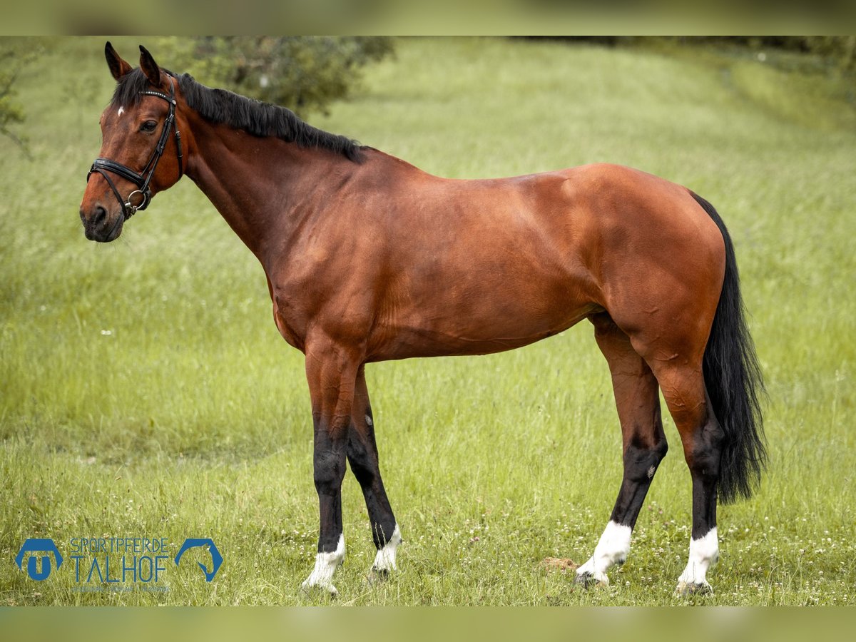 Dänisches Warmblut Stute 11 Jahre 175 cm Dunkelbrauner in Korntal-M&#xFC;nchingen