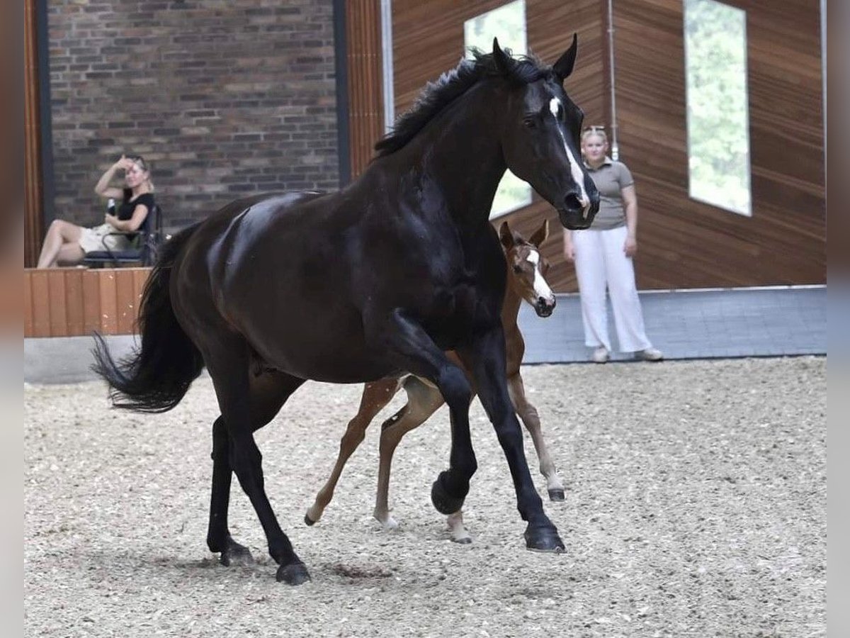 Dänisches Warmblut Stute 12 Jahre 167 cm Dunkelbrauner in Randers C