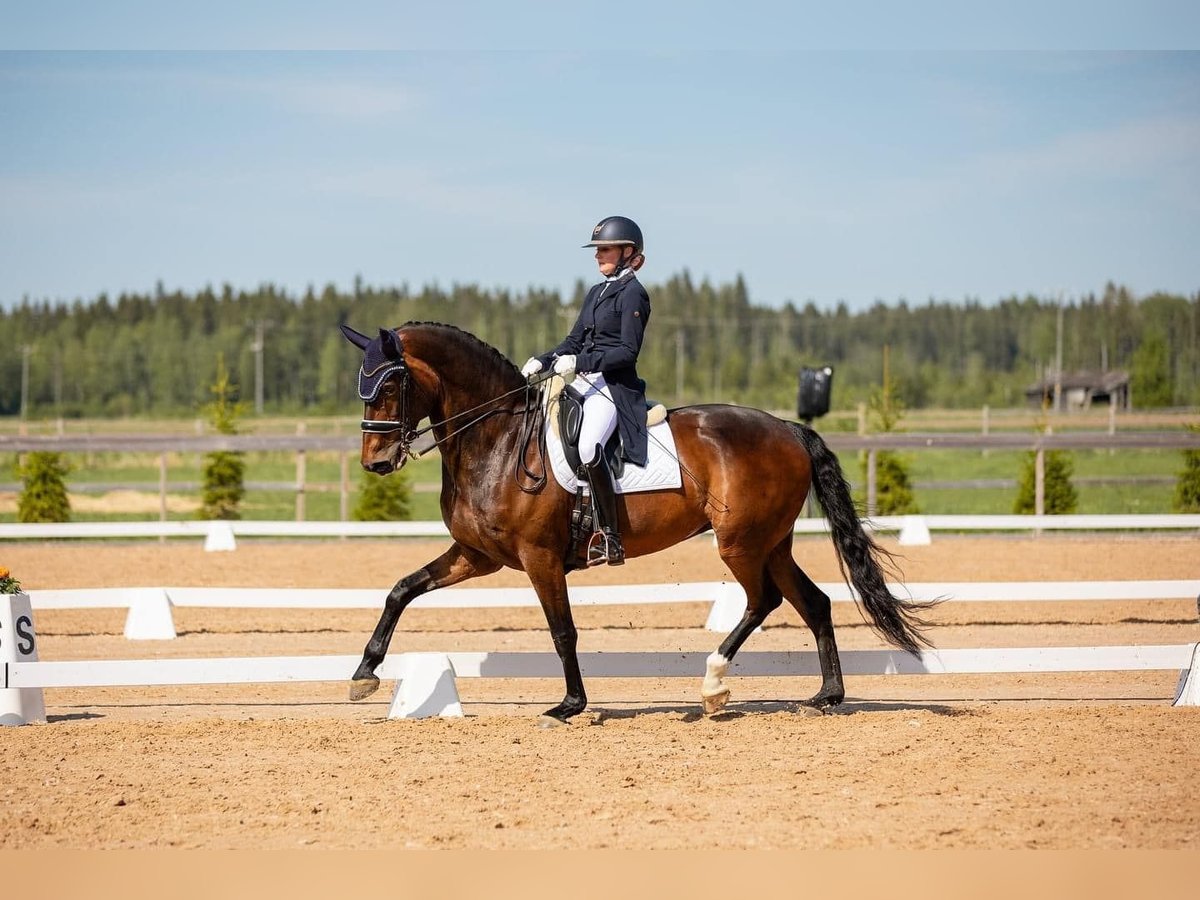 Dänisches Warmblut Stute 14 Jahre 170 cm in Vaasa