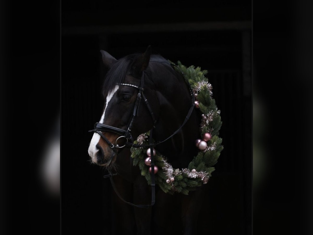 Dänisches Warmblut Stute 15 Jahre 167 cm Dunkelbrauner in H&#xFC;nxe