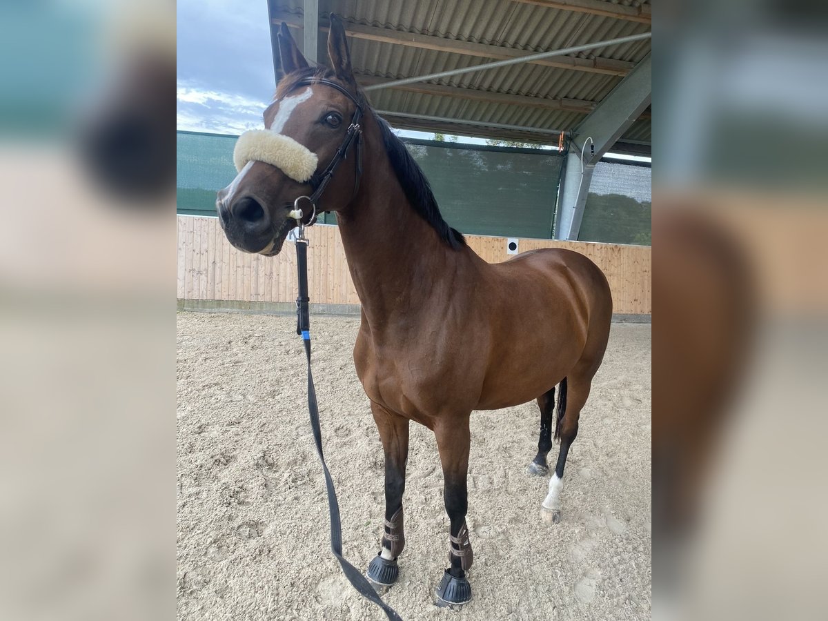 Dänisches Warmblut Stute 15 Jahre 168 cm Brauner in Dallgow-Döberitz