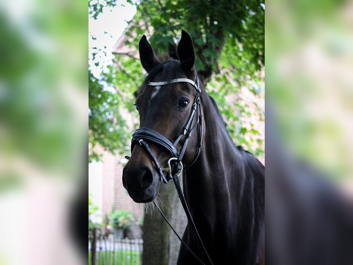 Dänisches Warmblut Stute 15 Jahre 169 cm Brauner in Solr&#xF8;d Strand