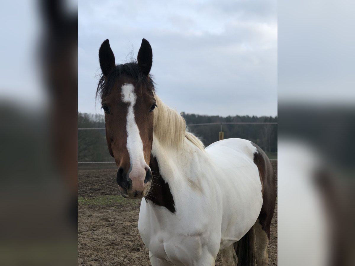 Dänisches Warmblut Mix Stute 16 Jahre 155 cm Schecke in Schwentinental