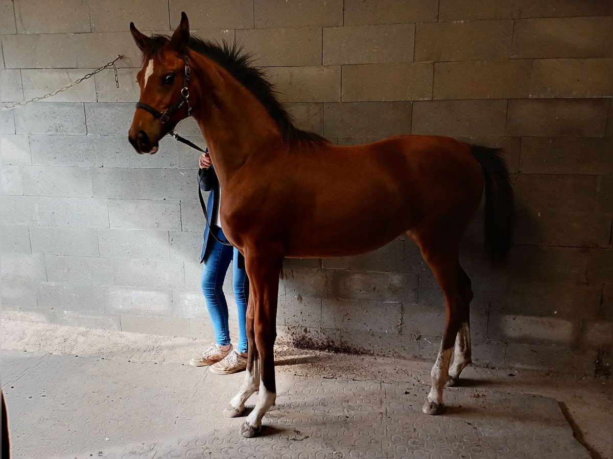 Dänisches Warmblut Stute 1 Jahr 168 cm Brauner in Søndersø