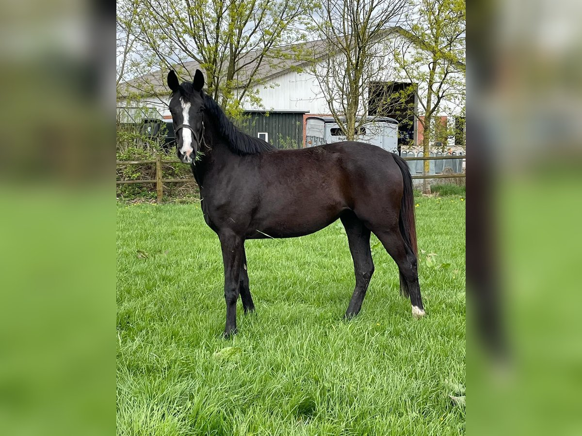 Dänisches Warmblut Stute 2 Jahre 167 cm Rappe in Aabenraa