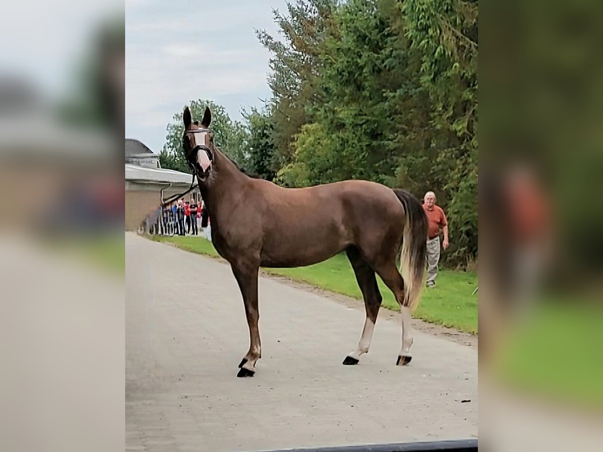 Dänisches Warmblut Stute 2 Jahre 172 cm Fuchs in Horsens