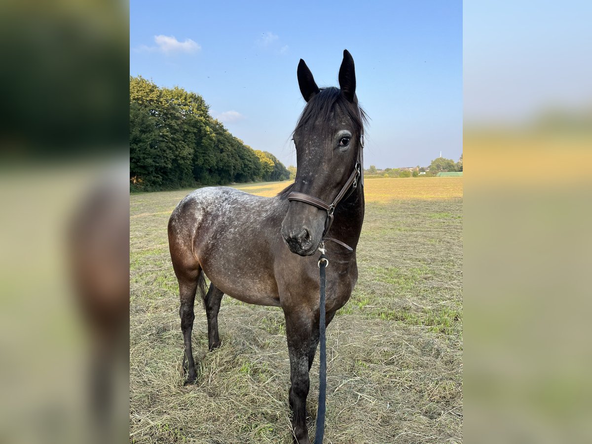 Dänisches Warmblut Mix Stute 3 Jahre 155 cm Schimmel in Essen