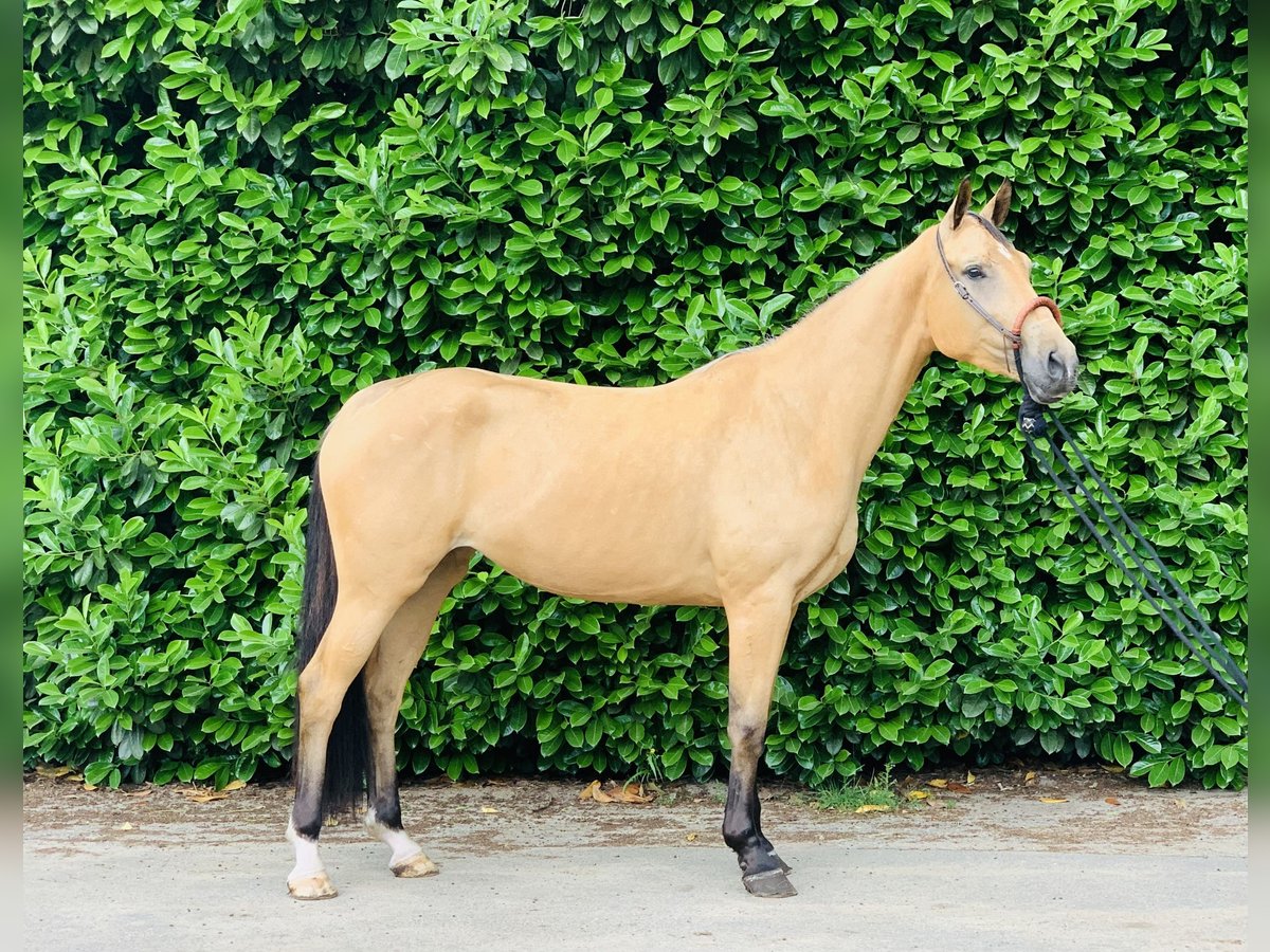 Dänisches Warmblut Stute 3 Jahre 160 cm Falbe in Sustrum