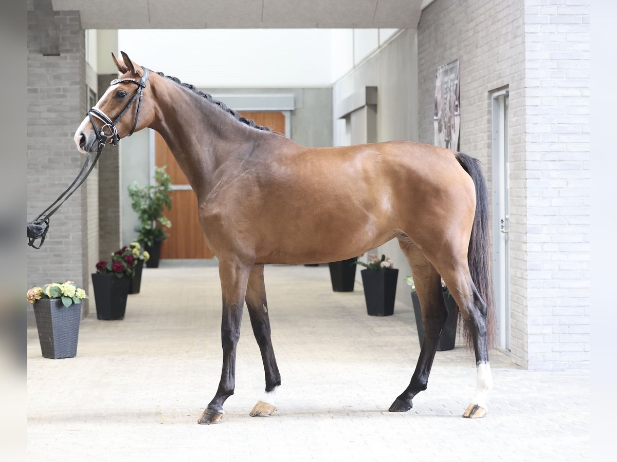 Dänisches Warmblut Stute 3 Jahre 168 cm Brauner in Asperup