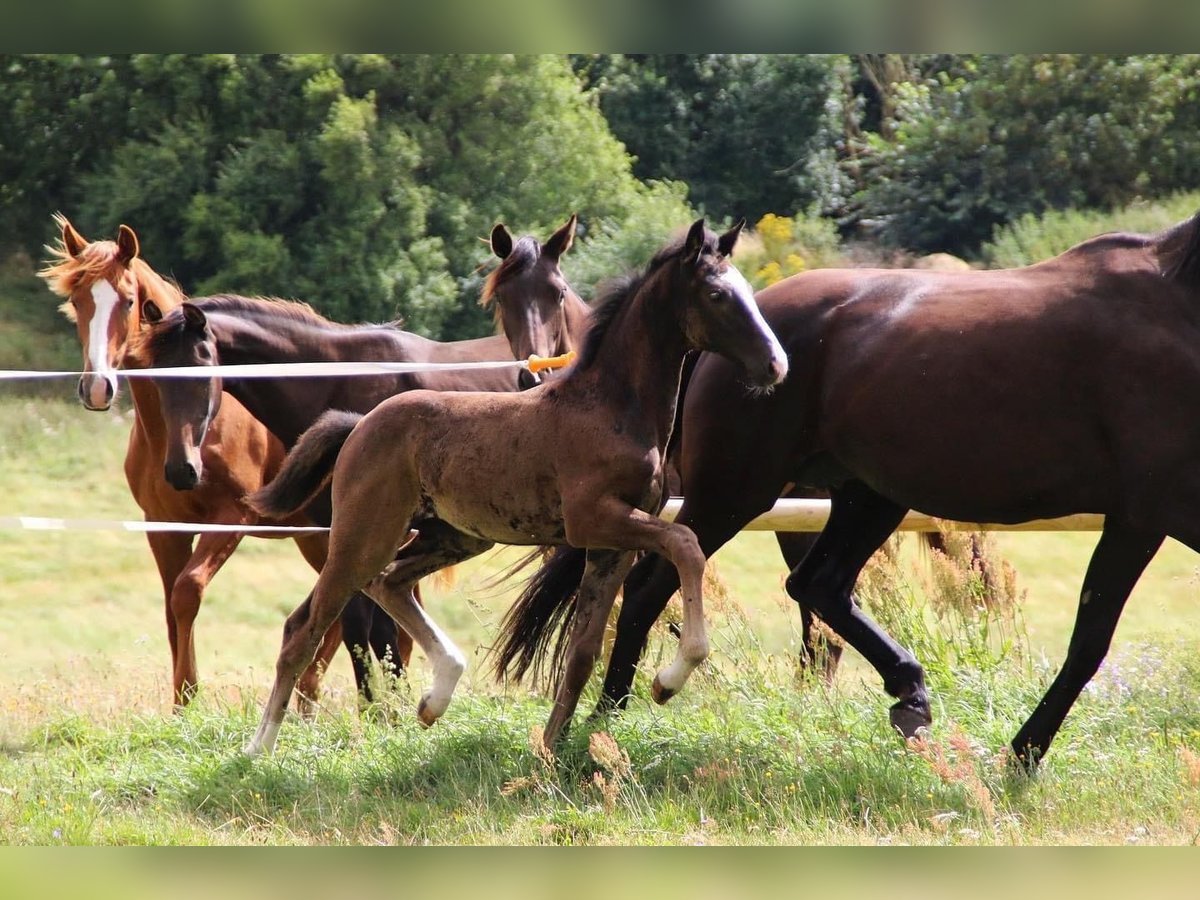 Dänisches Warmblut Stute 3 Jahre 170 cm Rappe in Hadsten