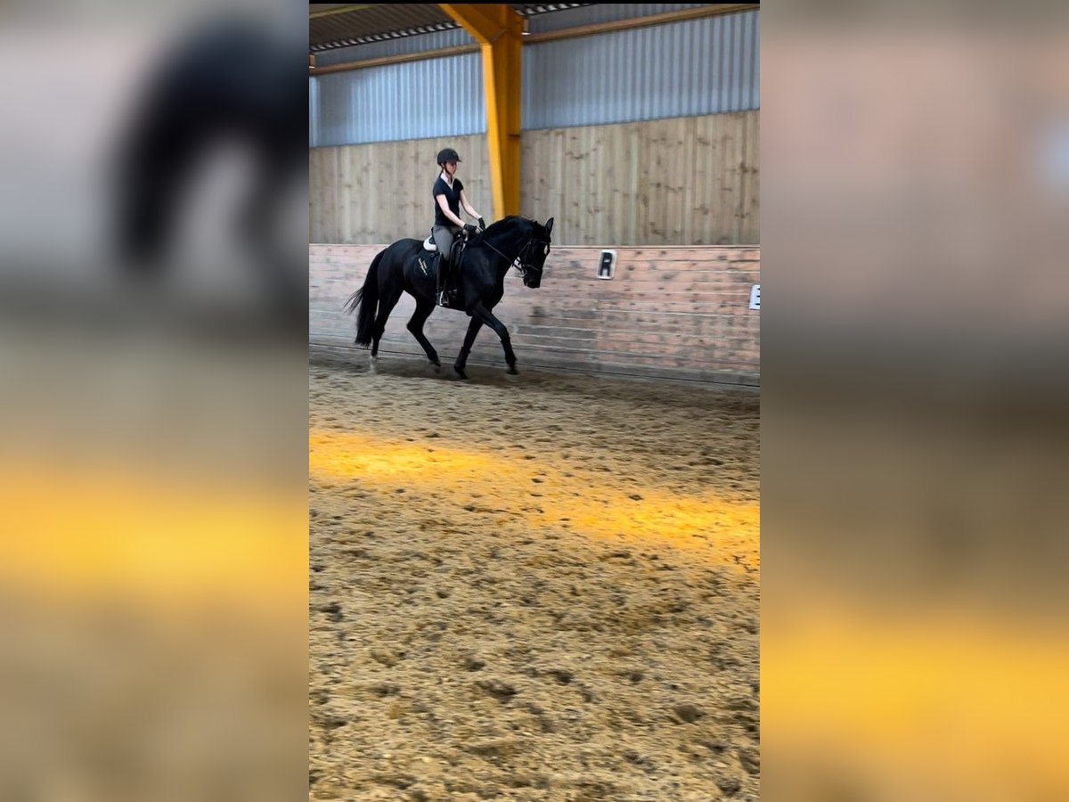 Dänisches Warmblut Stute 3 Jahre 172 cm Rappe in Aabenraa