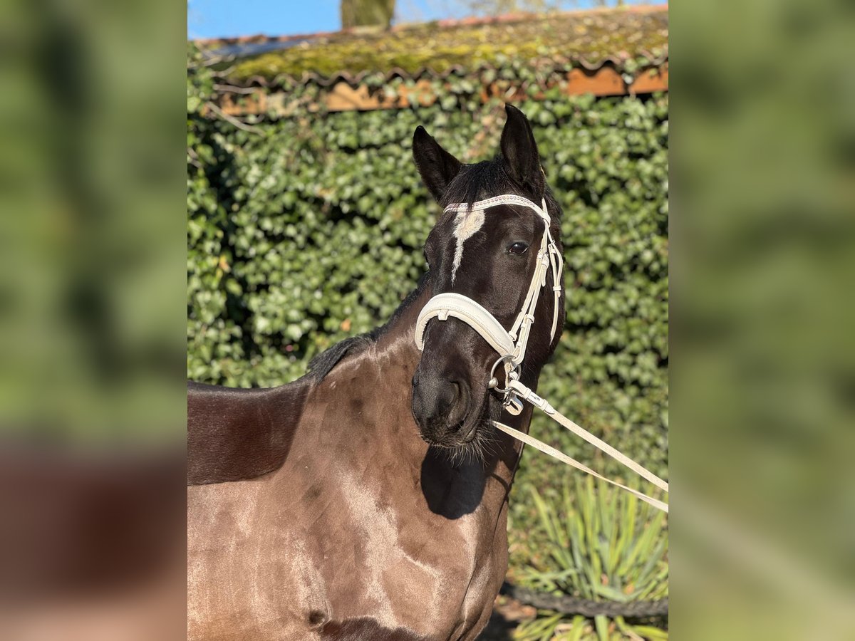 Dänisches Warmblut Stute 4 Jahre 152 cm Rappe in Essen (Oldenburg)